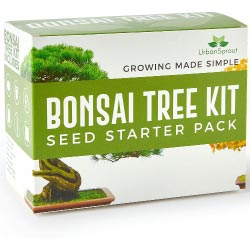kit bonsai tree regalos originales naturaleza eco